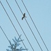 Bird over the wires. by ajisaac