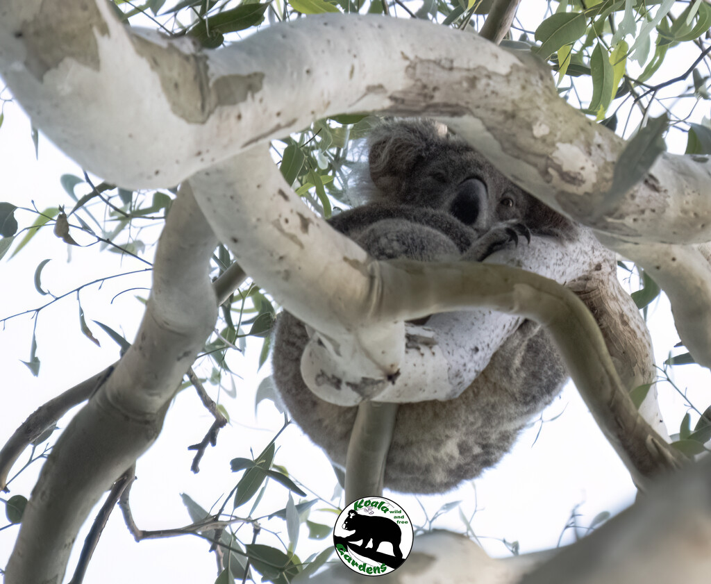 frame me by koalagardens