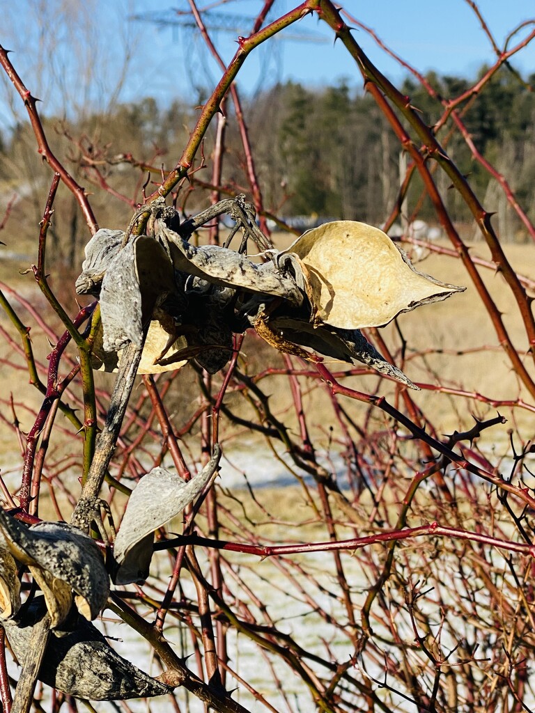 Common milkweed by mtb24