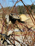 15th Jan 2024 - Common milkweed