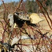 Common milkweed by mtb24