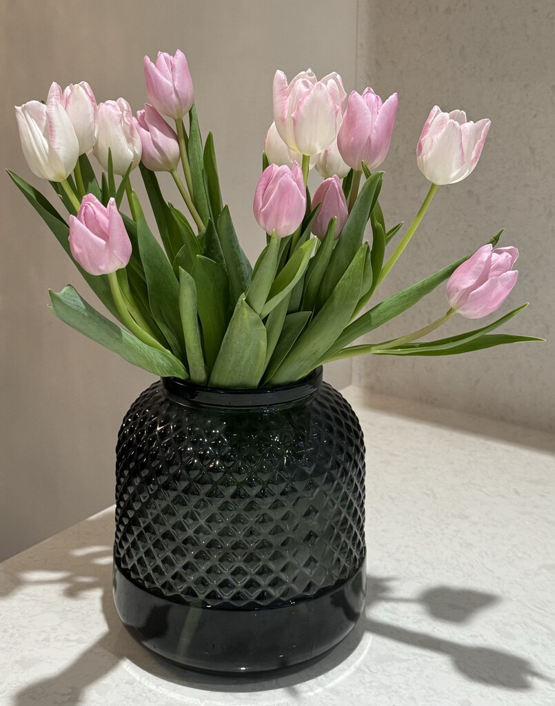 Pretty tulips by jeremyccc