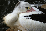 16th Jan 2024 - Young pelican hiding