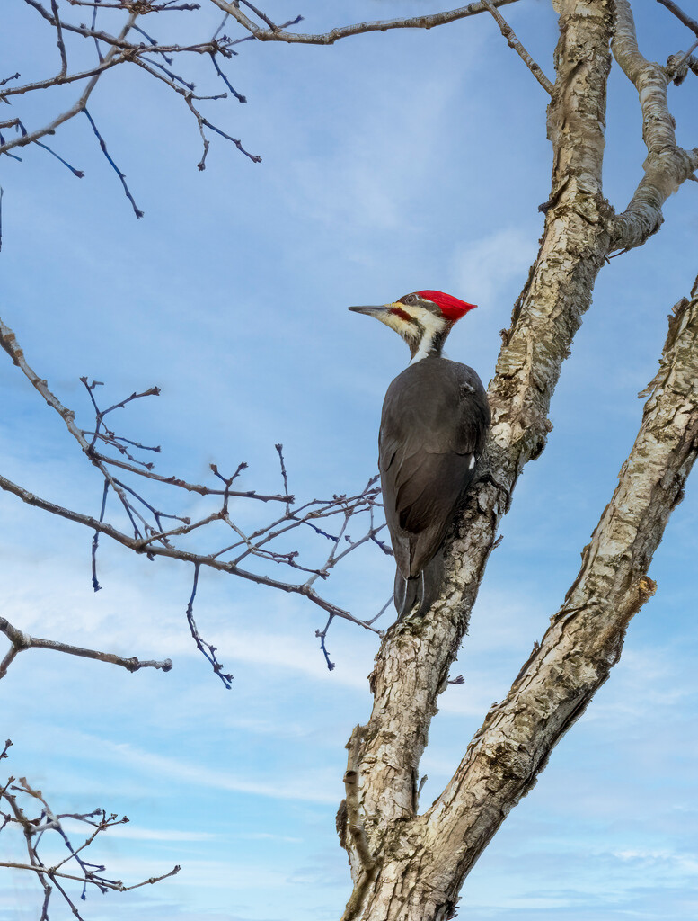 Pileated Woodpecker by kvphoto