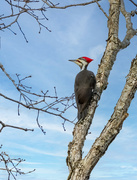 15th Jan 2024 - Pileated Woodpecker