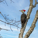 Pileated Woodpecker by kvphoto