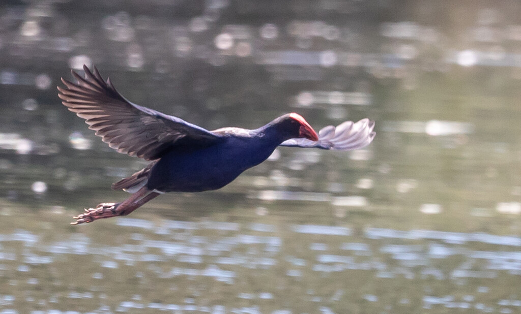 Takahe - I have never seen them fly across a lake before by creative_shots