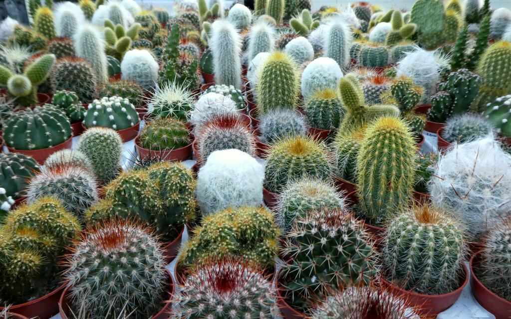 A Prickly Display. by wendyfrost