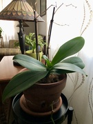 15th Jan 2024 - #2 Orchid 