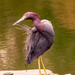 Little Blue Heron on the Fountain! by rickster549