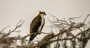 15th Jan 2024 - Looks like the Osprey's are Back!