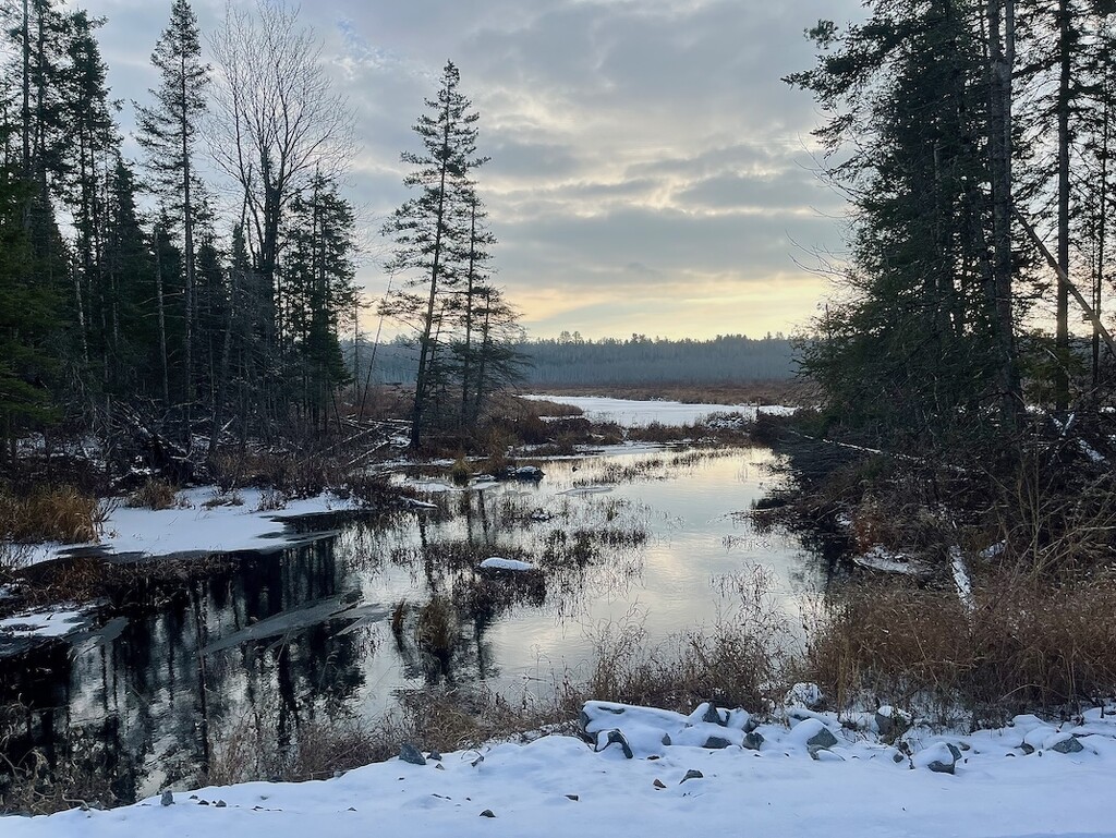 Peaceful Beaver Pond by sunnygreenwood