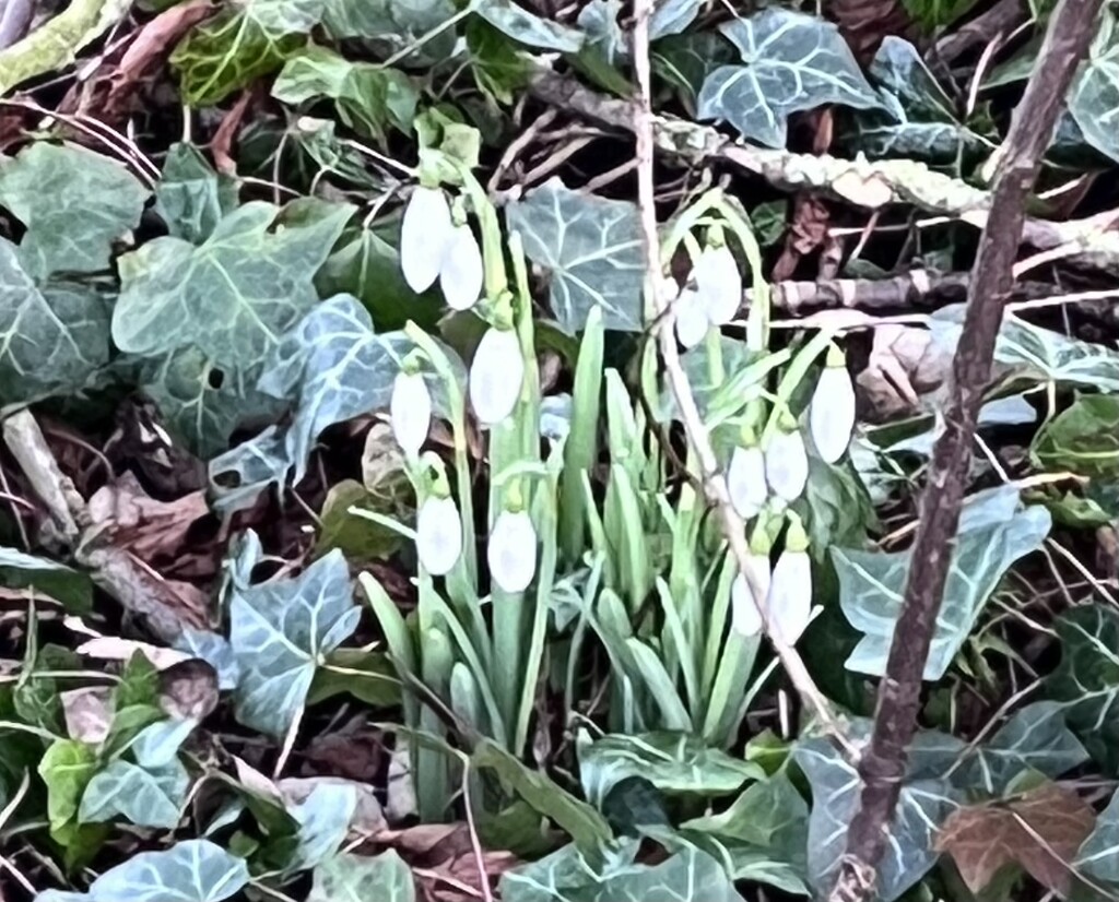 First snowdrops by elainea