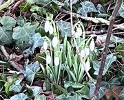 16th Jan 2024 - First snowdrops