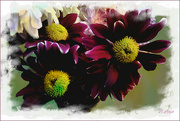 16th Jan 2024 - Chrysanthemums 