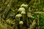 16th Jan 2024 - A Fungus Amongus