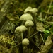 A Fungus Amongus by alophoto