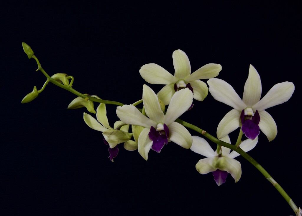 A Dendrobium This Time DSC_4542 by merrelyn