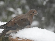 2nd Dec 2023 - Mourning Dove