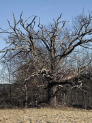 16th Jan 2024 - Gnarly Old Oak Tree