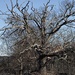 Gnarly Old Oak Tree by mtb24