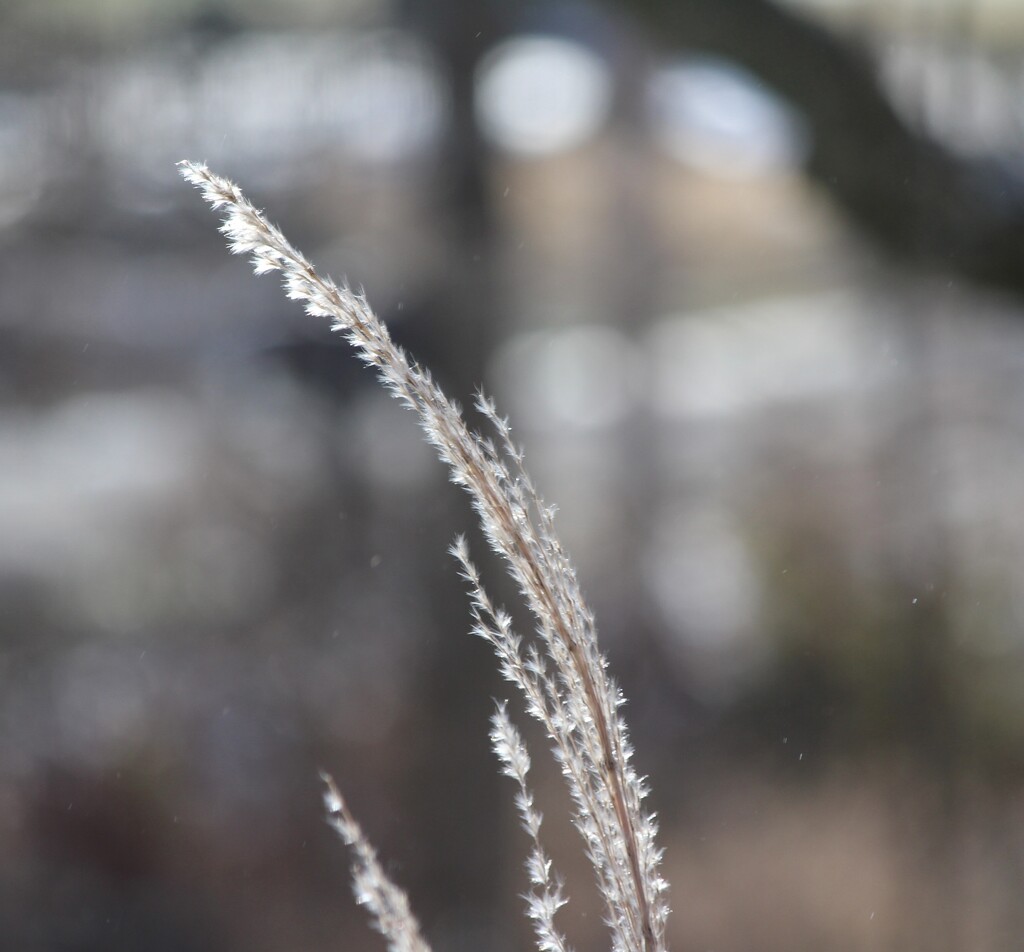 Frosty Ornamental Grass   by essiesue
