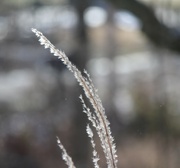 16th Jan 2024 - Frosty Ornamental Grass  