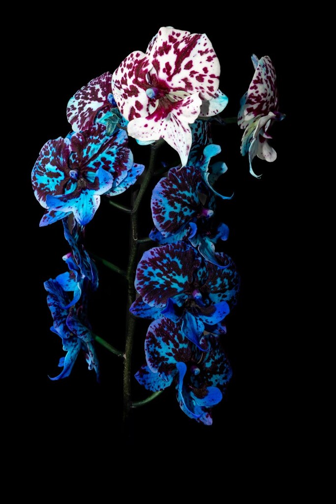 Blue Orchid by tonus