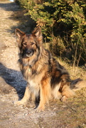 15th Jan 2024 - Honey waiting for her ball