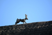 16th Jan 2024 - Roof Hare