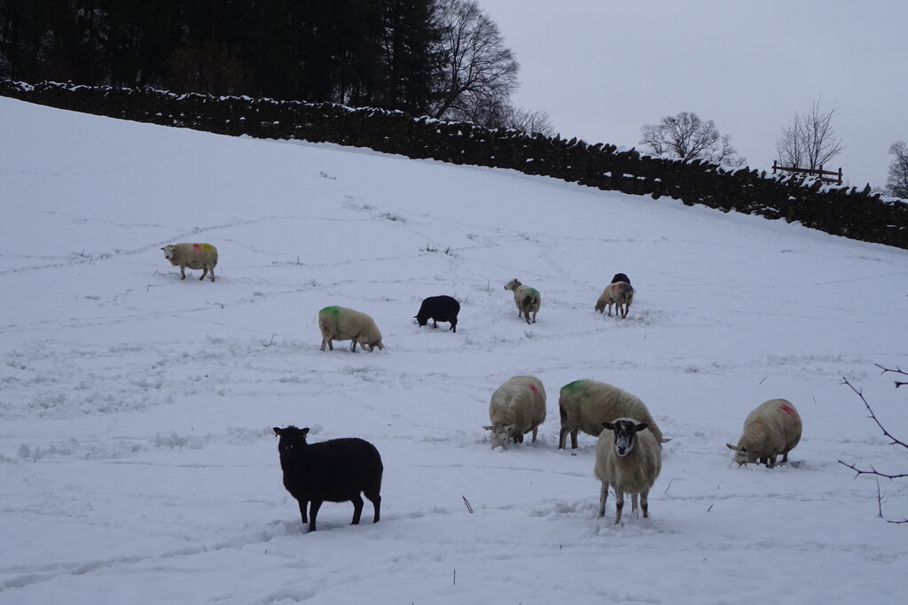 sheep in the snow by anniesue