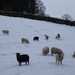 sheep in the snow by anniesue