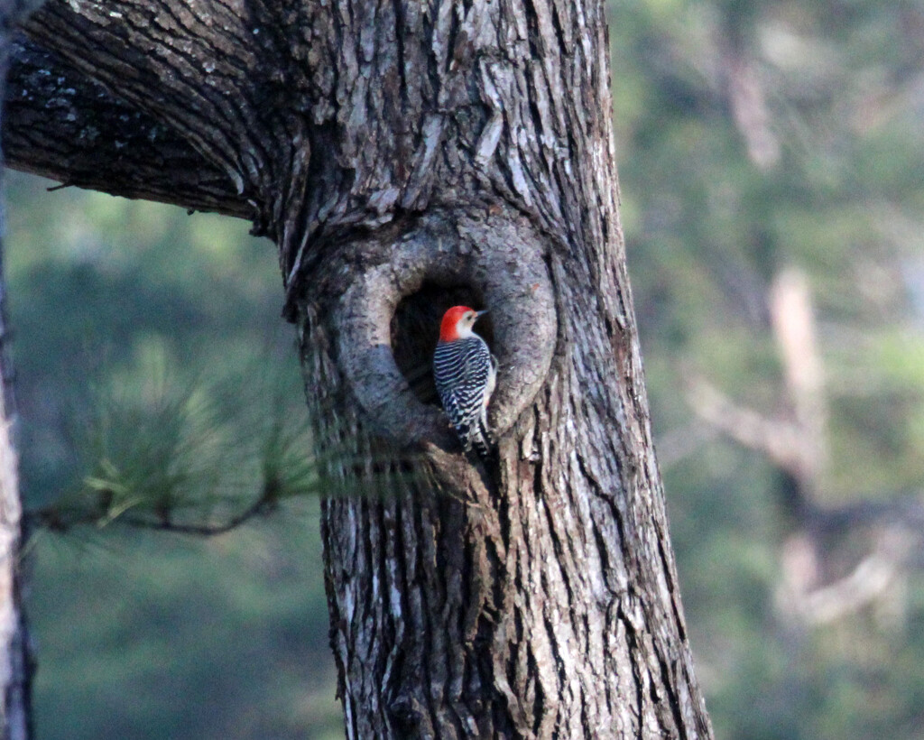 Dec 29 Red Bellied Woodpecker IMG_6591AA by georgegailmcdowellcom