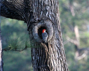29th Dec 2023 - Dec 29 Red Bellied Woodpecker IMG_6591AA