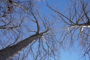 16th Jan 2024 - Trees in Winter
