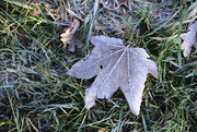 15th Jan 2024 - leaf 