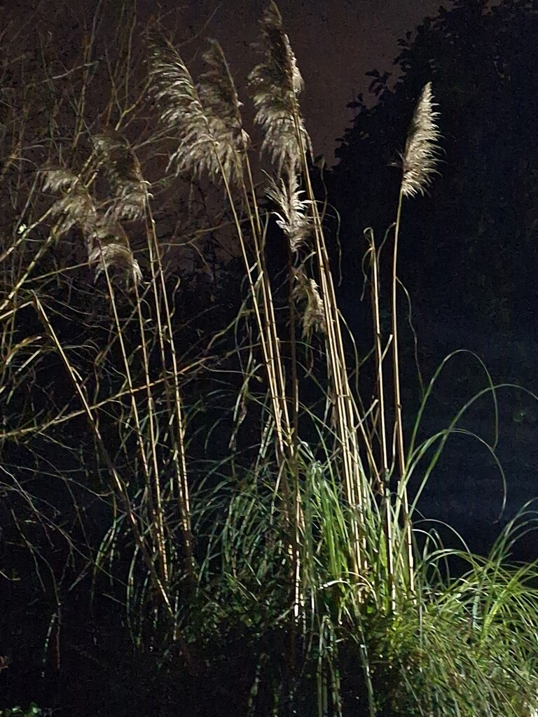Night grass by tedswift