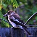 Juvenile Butcher Bird ~  by happysnaps