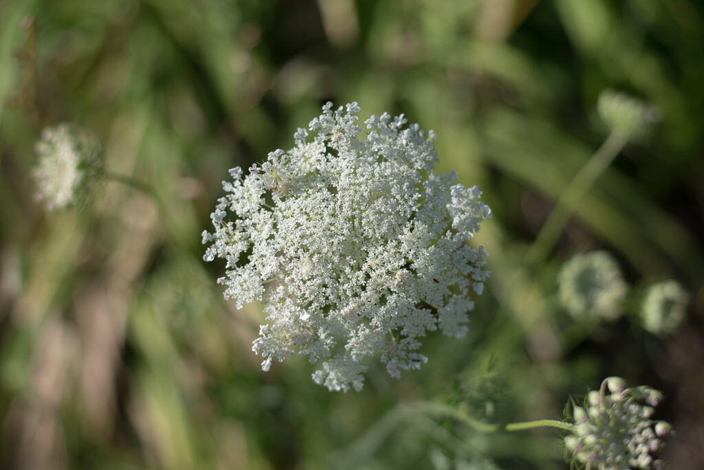 Queen Anne's Lace by darchibald