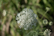 16th Jan 2024 - Queen Anne's Lace