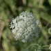 Queen Anne's Lace by darchibald