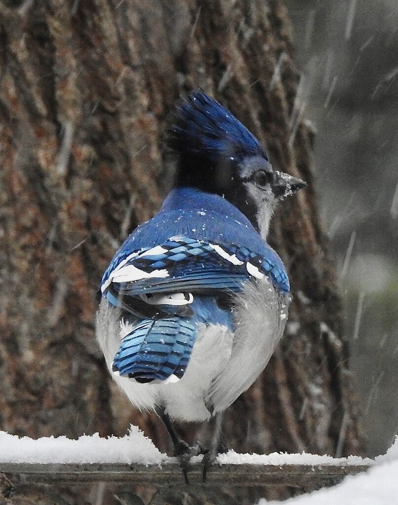 Blue Jay by sunnygreenwood