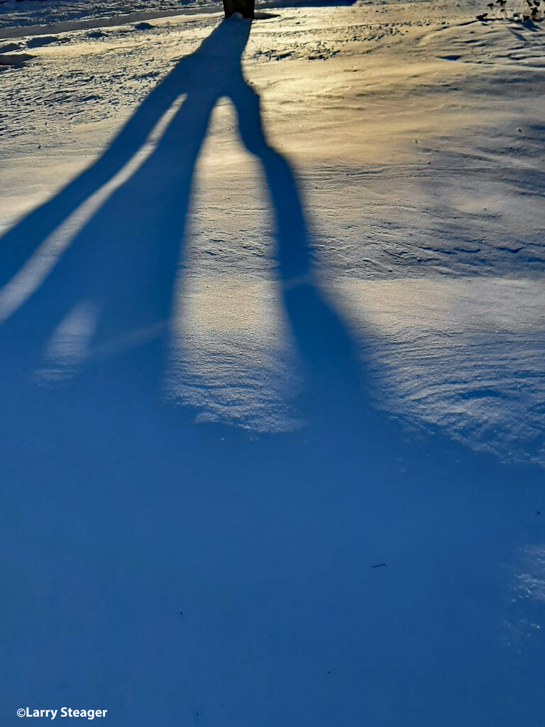 Alien or tree shadow by larrysphotos