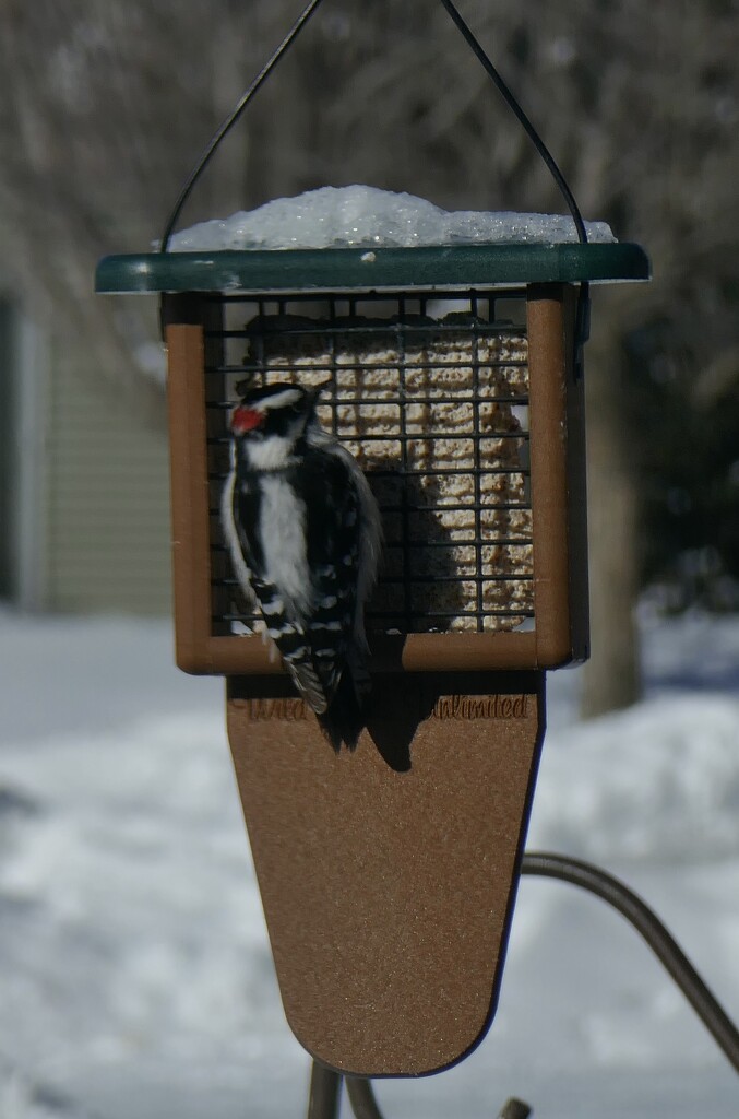 Downy Woodpecker  by dolores