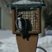 Downy Woodpecker  by dolores