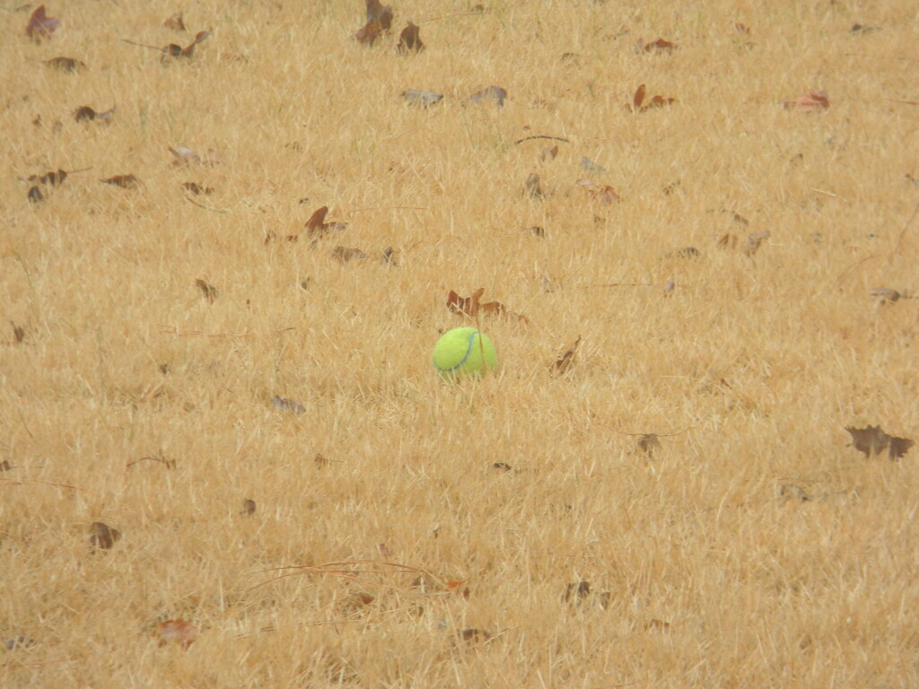 Tennis Ball in Grass  by sfeldphotos
