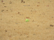 16th Jan 2024 - Tennis Ball in Grass 