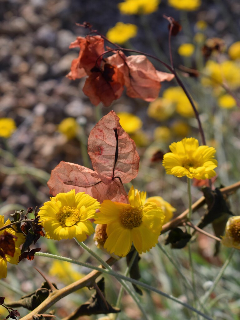 1 15 Desert Marigold and Bougainvillea by sandlily