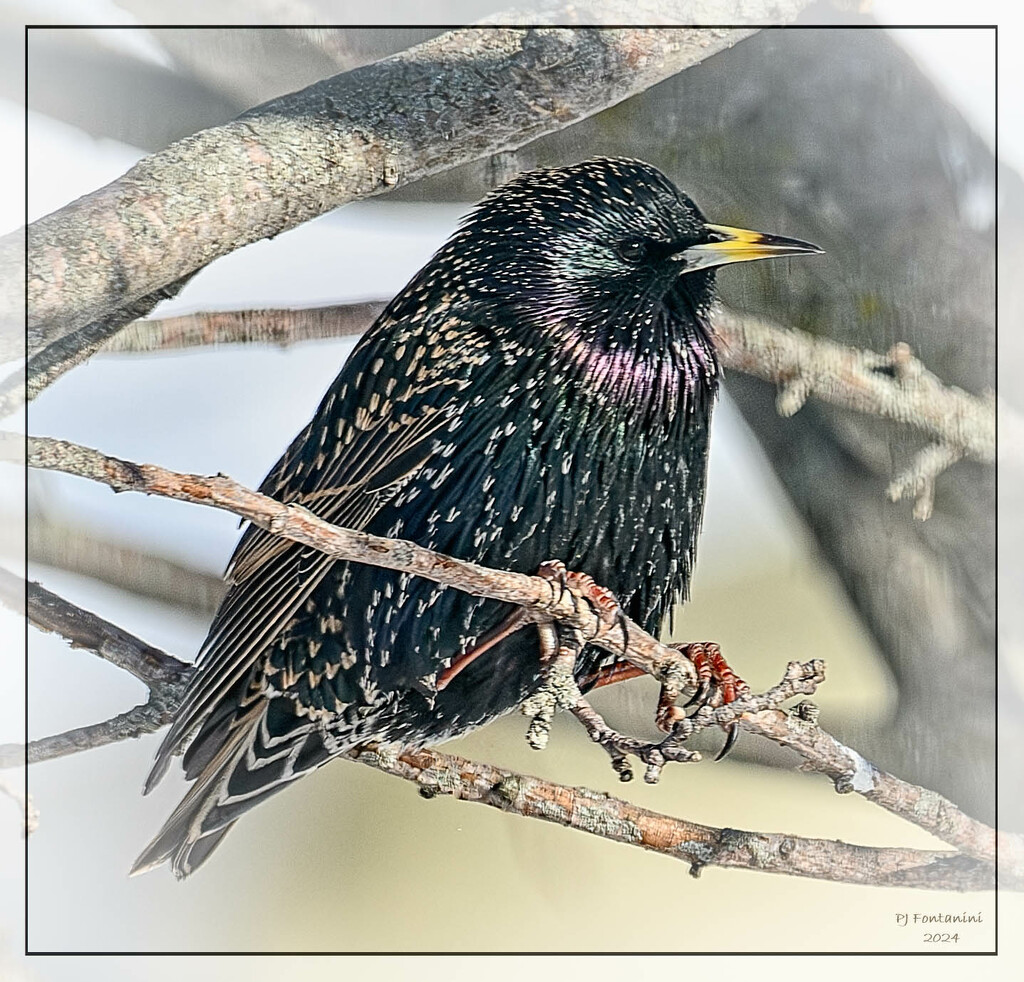 European Starling by bluemoon