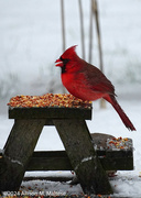 16th Jan 2024 - At The Feeder